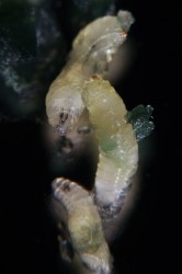 L3 - larvae